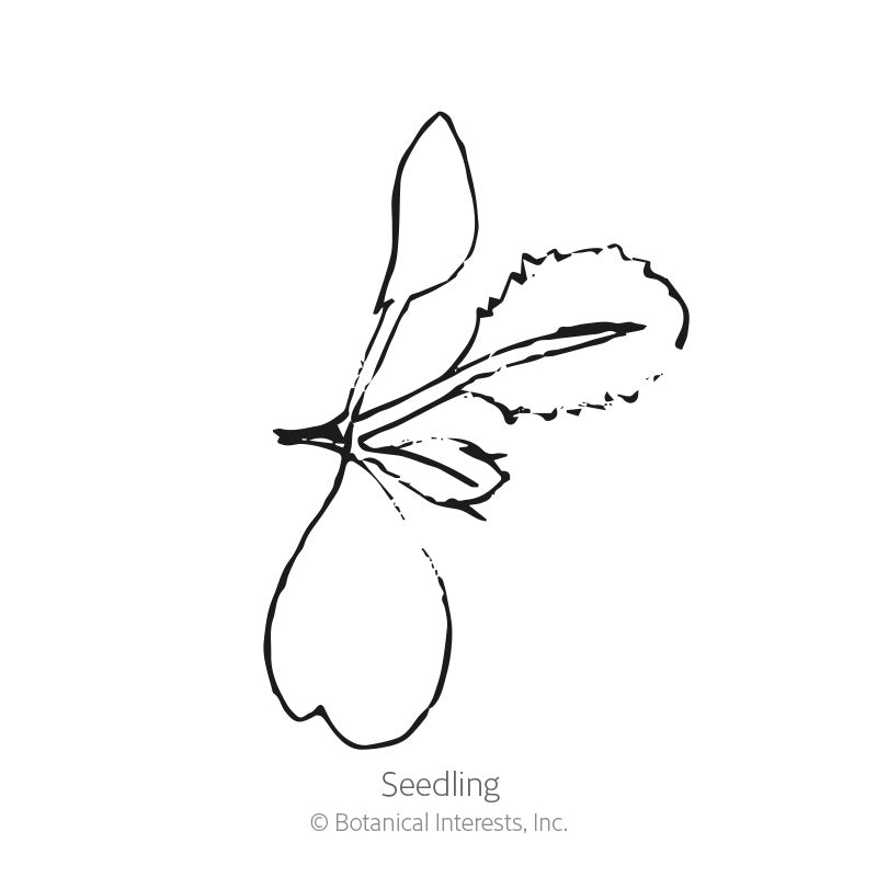 Belstar Broccoli Seeds