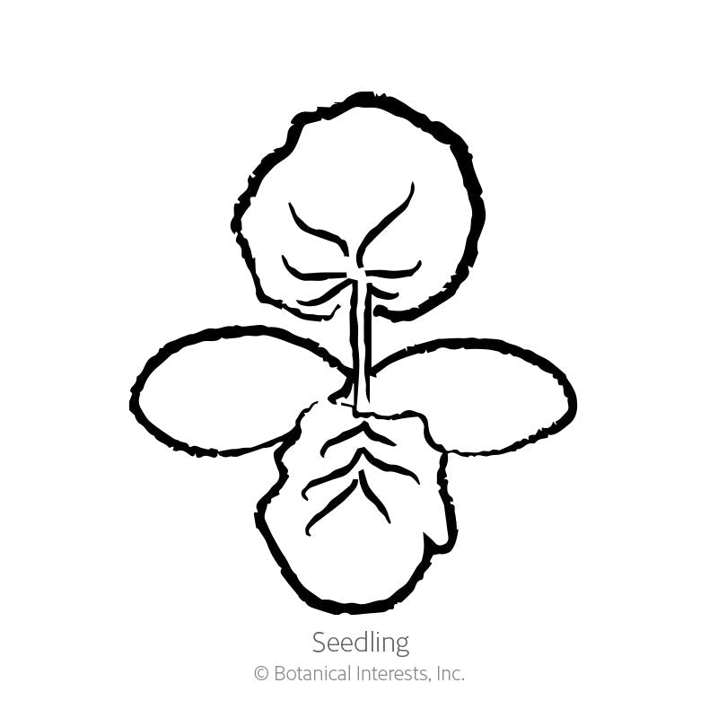 Honeynut Winter Squash Seeds Product Image