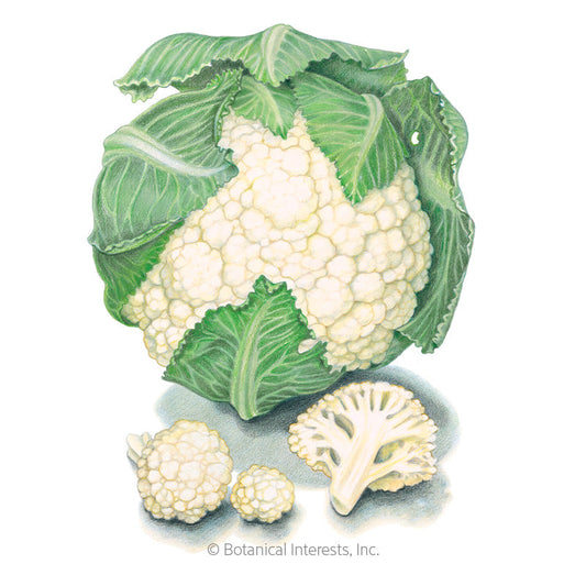 Snowball Y Cauliflower Seeds Product Image