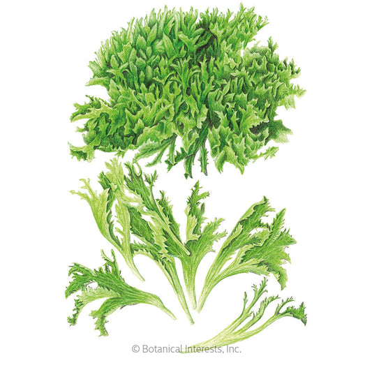 Ezrilla Leaf Lettuce Seeds Product Image