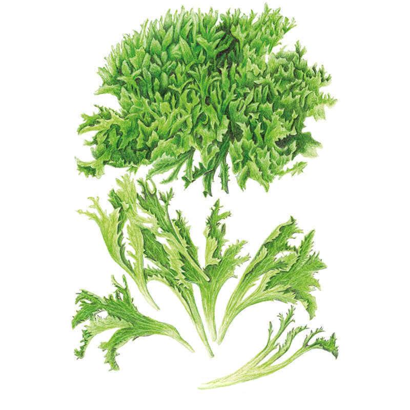 Ezrilla Leaf Lettuce Seeds