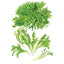Ezrilla Leaf Lettuce Seeds