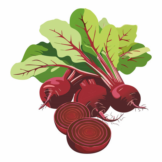 Ruby Queen Beet