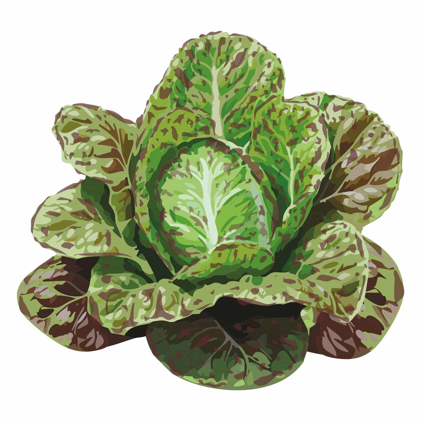 Freckles Romaine Lettuce