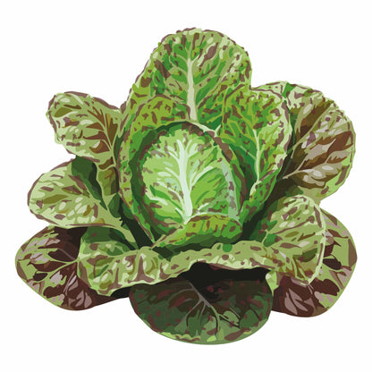 Freckles Romaine Lettuce