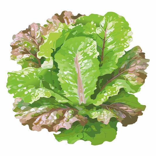 Prizehead Leaf Lettuce