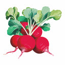 German Giant Radish