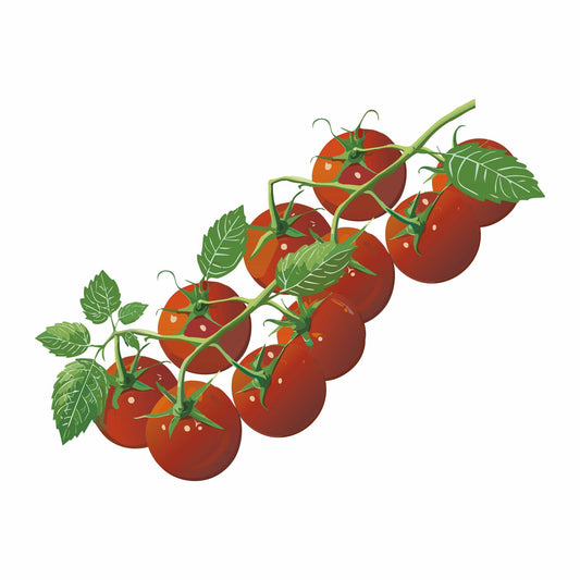 Chadwick Cherry Pole Cherry Tomato