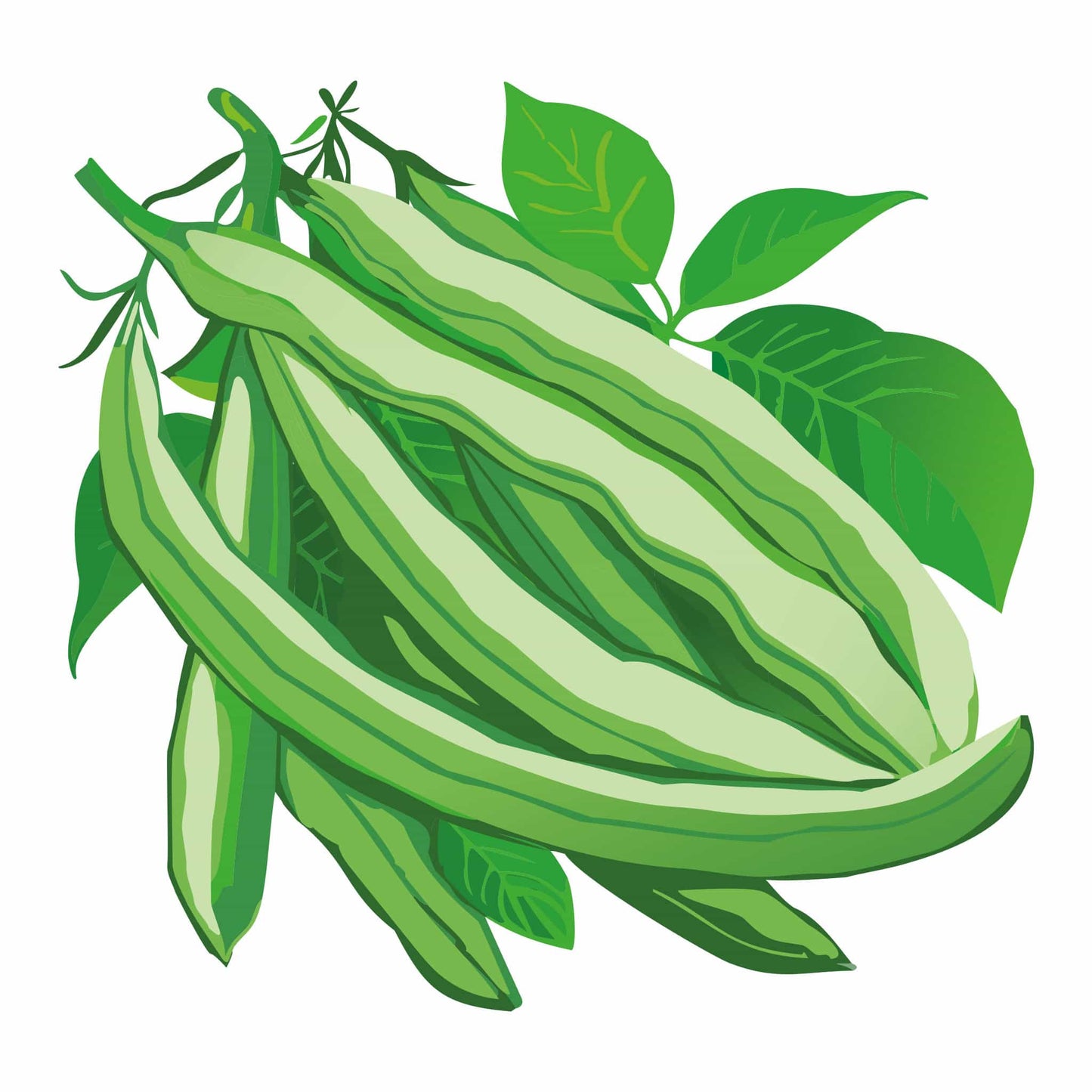 Blue Lake FM-1K Pole Bean