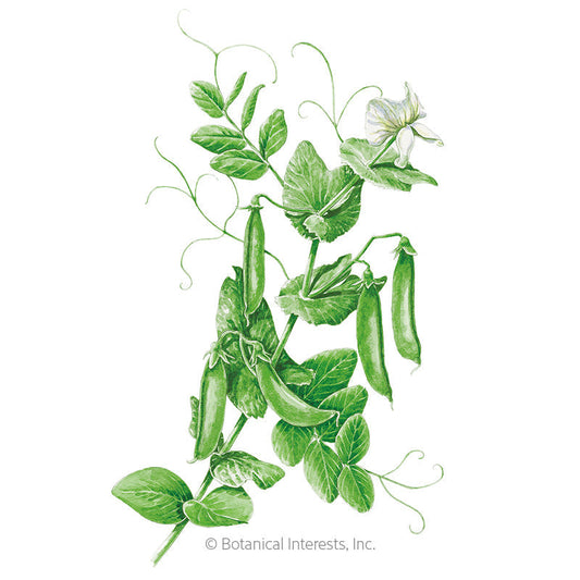 Cascadia Snap Pea Seeds Product Image