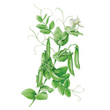 Cascadia Snap Pea Seeds