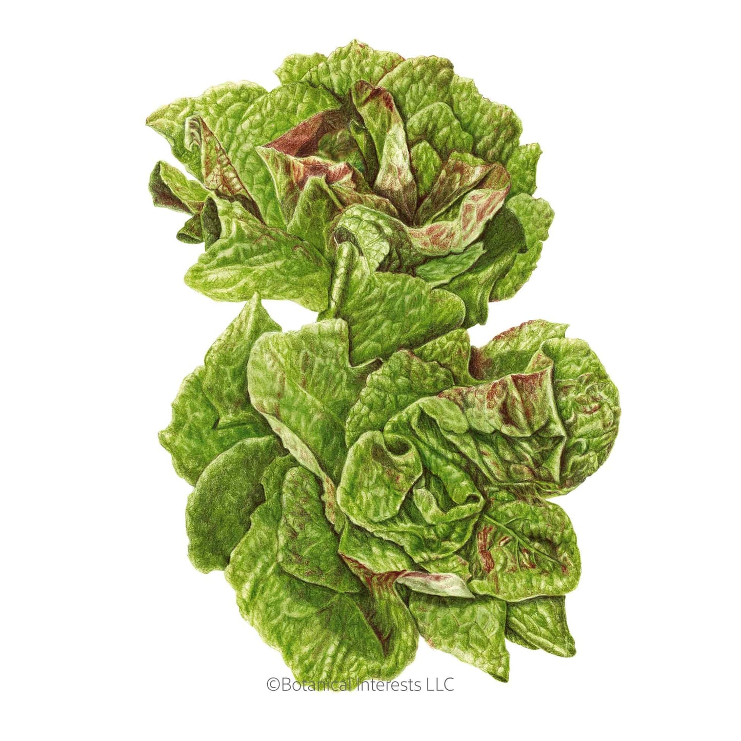 Australe Butterhead Lettuce Seeds