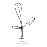 Australe Butterhead Lettuce Seeds