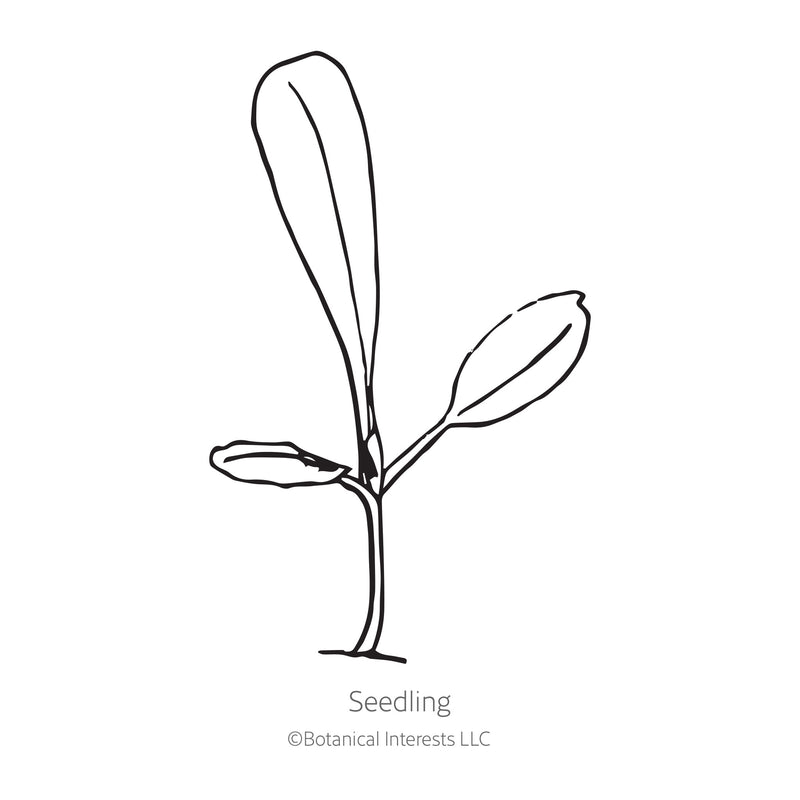 Australe Butterhead Lettuce Seeds