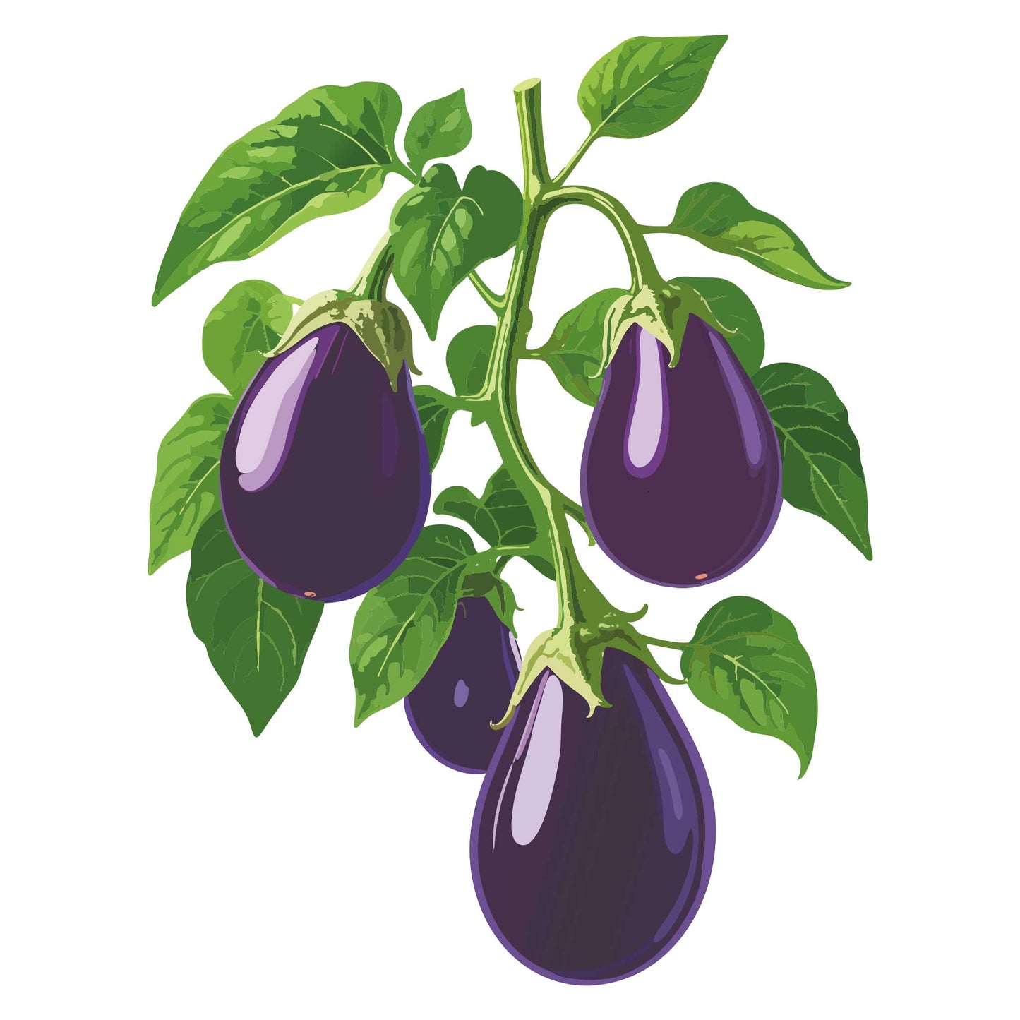 Black Beauty Eggplant