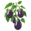 Black Beauty Eggplant