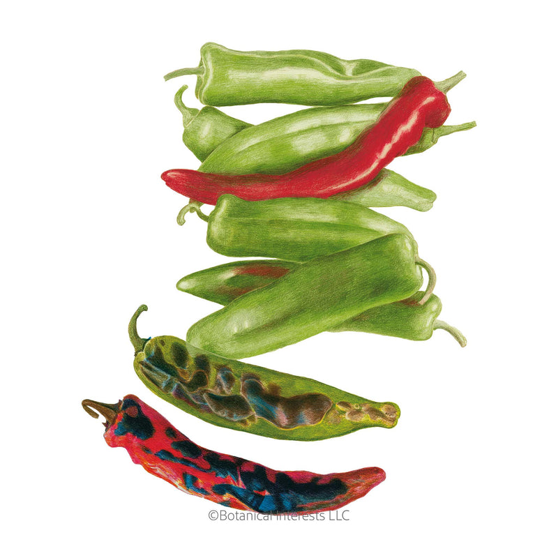 hatch chile seeds planting NuMex Heritage Big Jim Hatch Chile Pepper Seeds