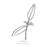 NuMex Heritage Big Jim Hatch Chile Pepper Seeds