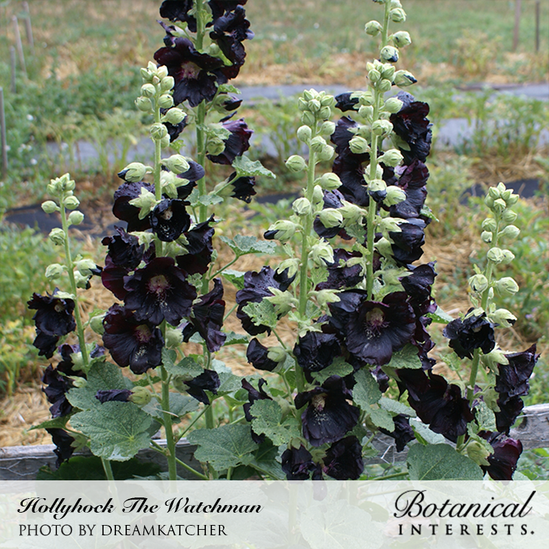 The Watchman Hollyhock Seeds