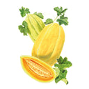 Navajo Yellow Cantaloupe/Muskmelon Melon Seeds