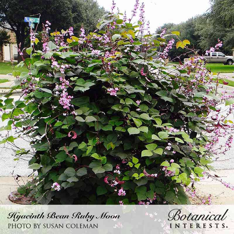 purple moon flower seeds Ruby Moon Hyacinth Bean Seeds