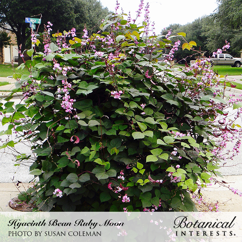 Ruby Moon Hyacinth Bean Seeds Product Image