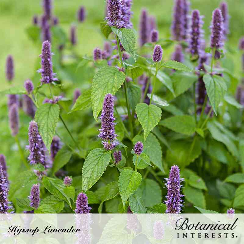 lavender hyssop plant Anise Hyssop Seeds