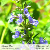 True Hyssop Seeds