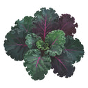 Scarlet Kale