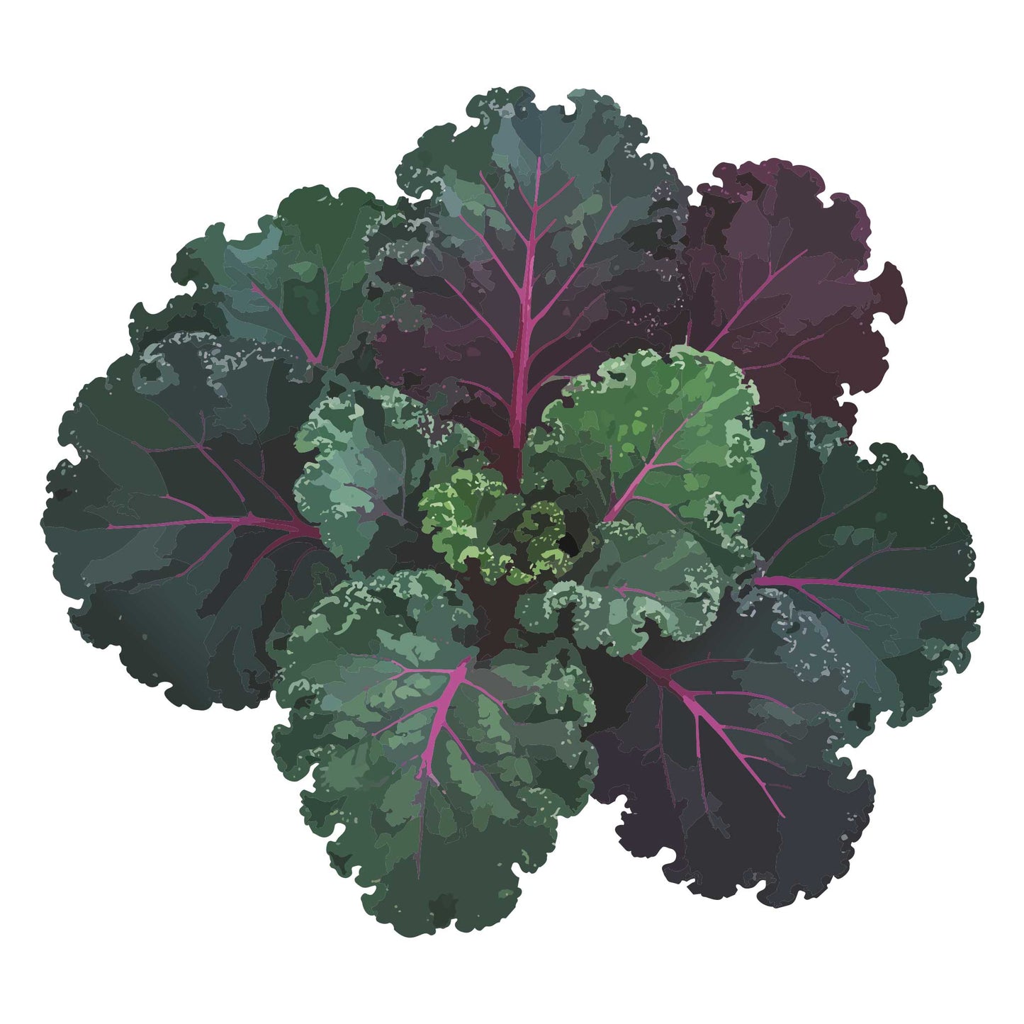 Scarlet Kale