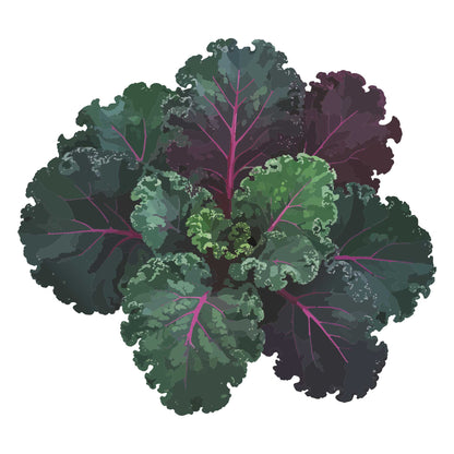 Scarlet Kale