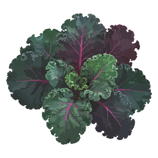 Scarlet Kale