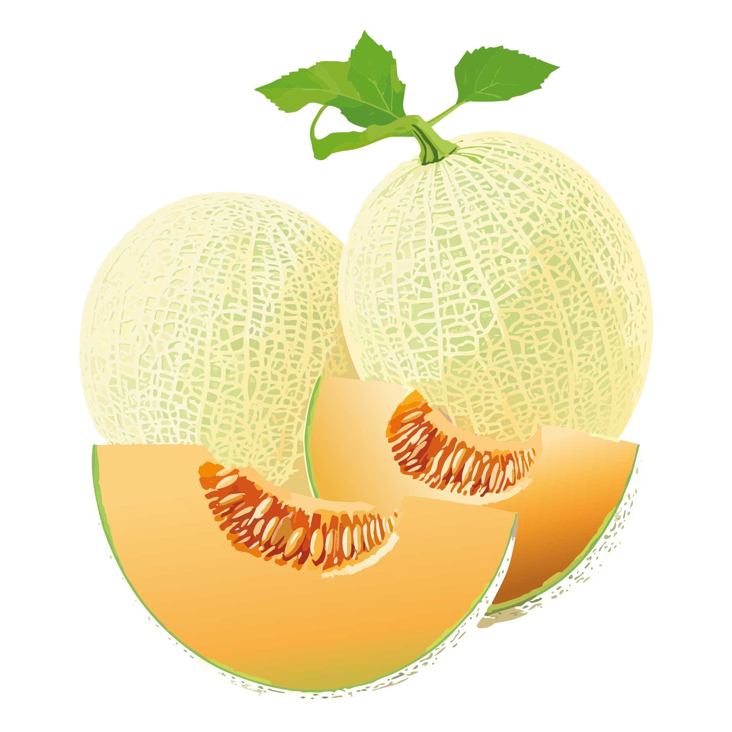 Honey Rock Cantaloupe/Muskmelon