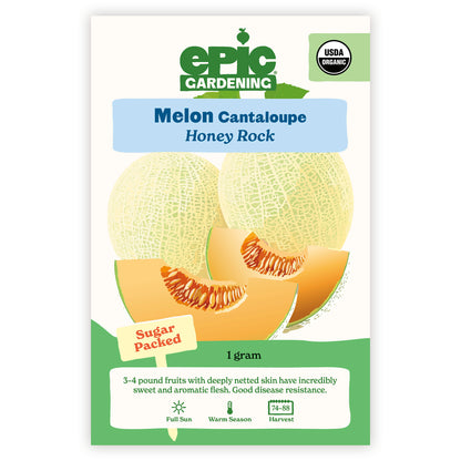 Honey Rock Cantaloupe/Muskmelon