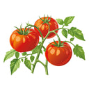 Rutgers VF Bush Tomato
