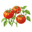 Rutgers VF Bush Tomato
