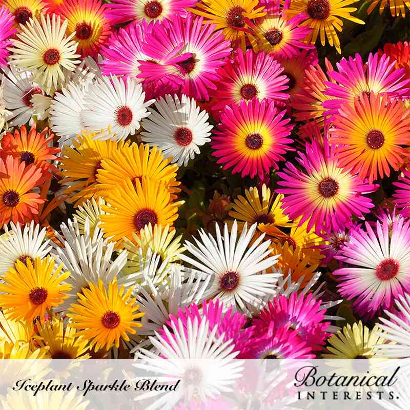 livingstone daisy succulent Sparkle Blend Iceplant (Livingstone Daisy) Seeds