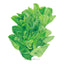 Vivian Romaine Lettuce Seeds