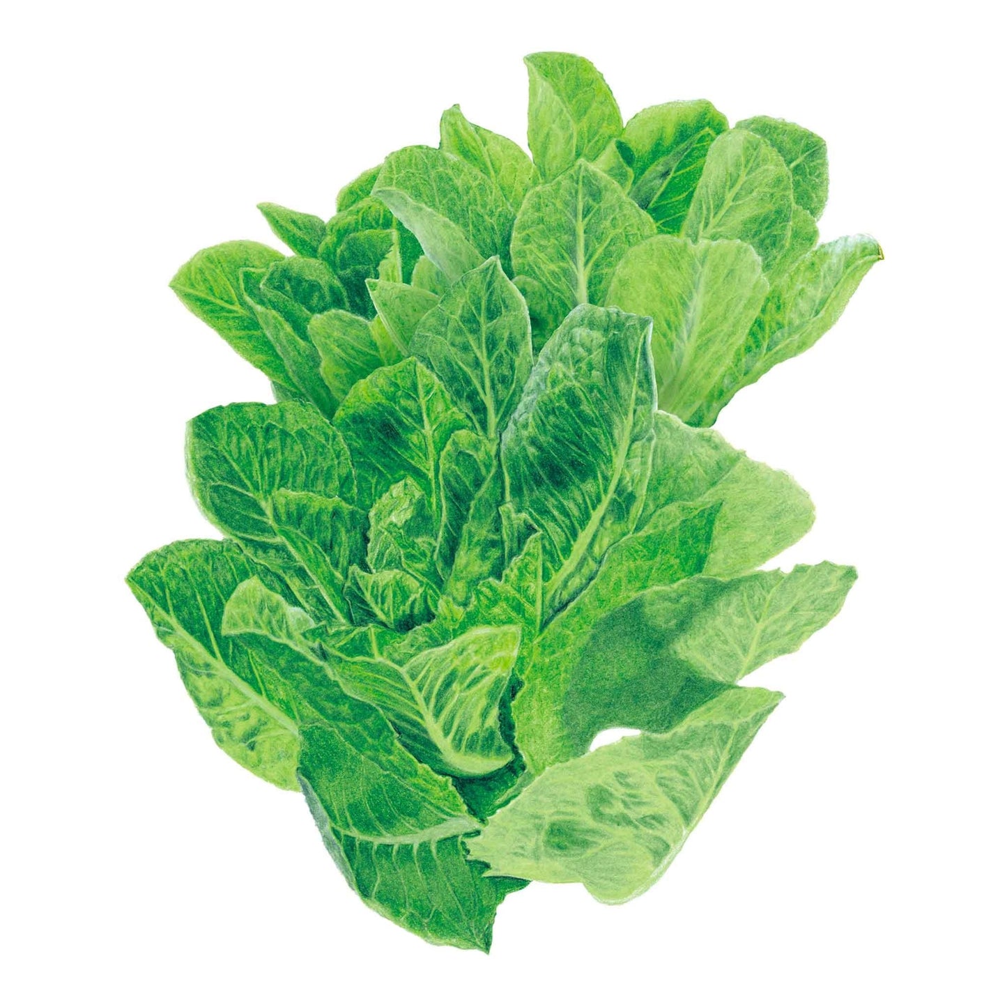 Vivian Romaine Lettuce Seeds