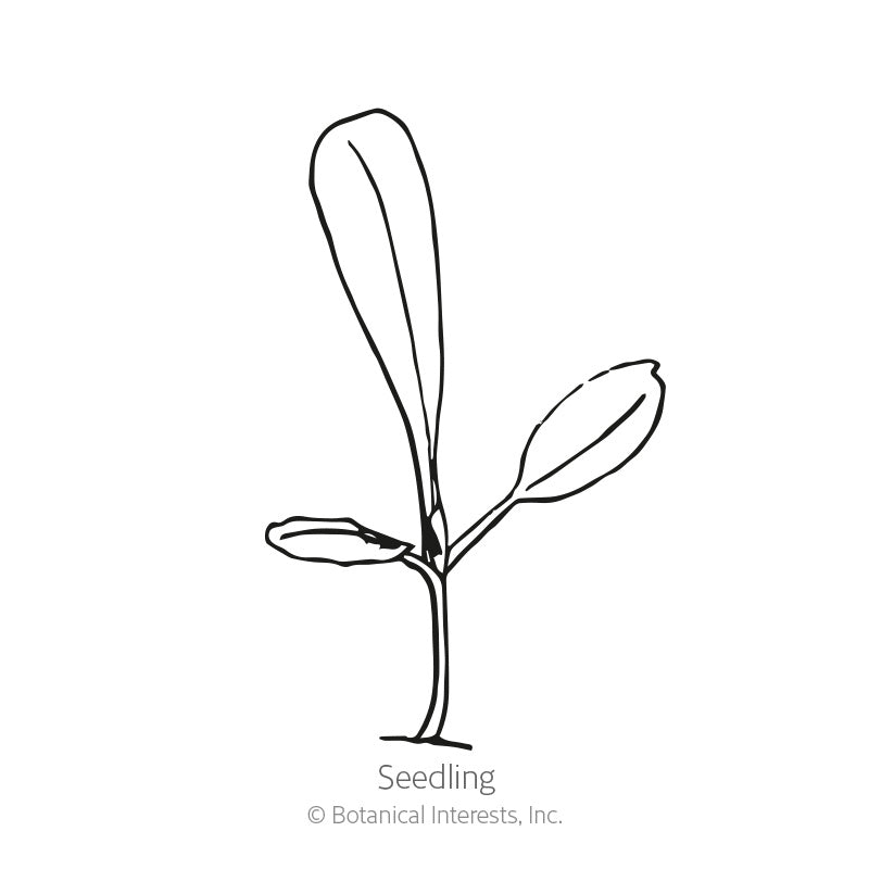 Vivian Romaine Lettuce Seeds