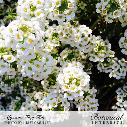 Tiny Tim Sweet Alyssum Seeds