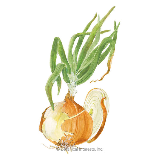Texas Early Grano Bulb Onion Seeds Product Image