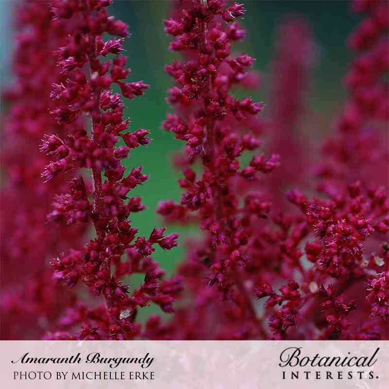 Burgundy Amaranth Seeds