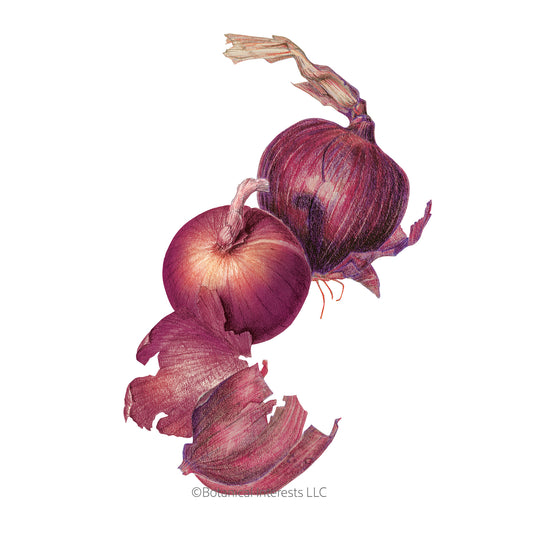 Monastrell Bulb Onion Seeds
