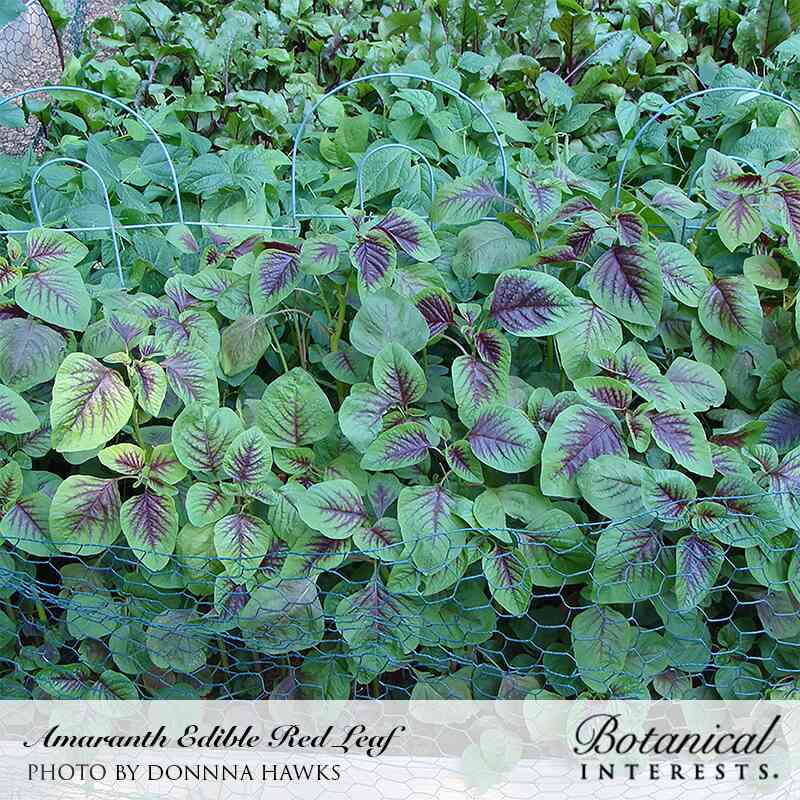 amaranth seeds for planting Edible Red Leaf Amaranth Seeds