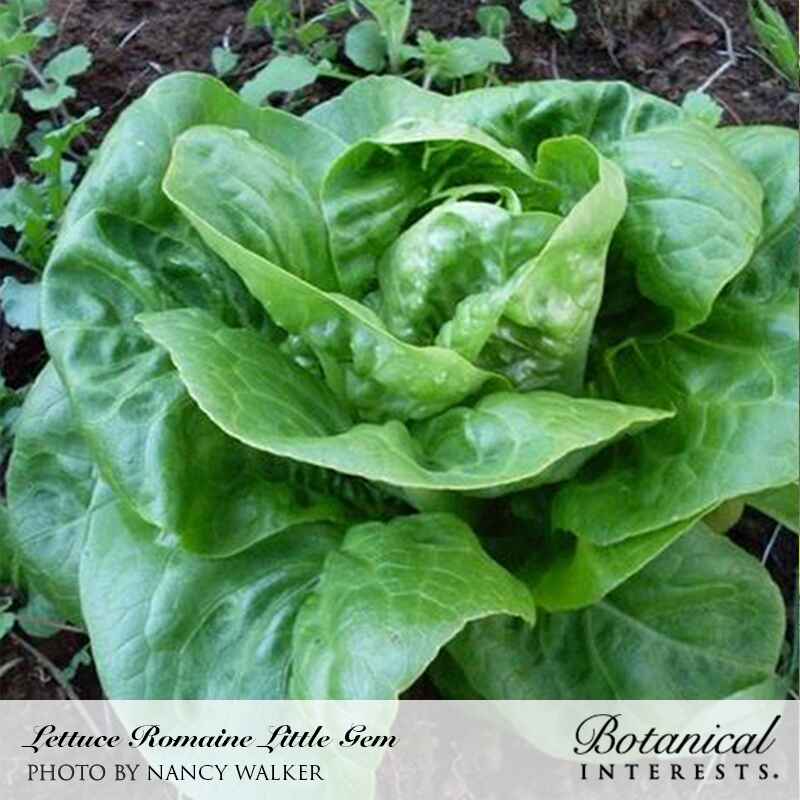 planting little gem lettuce seeds Little Gem Mini-Romaine Lettuce Seeds