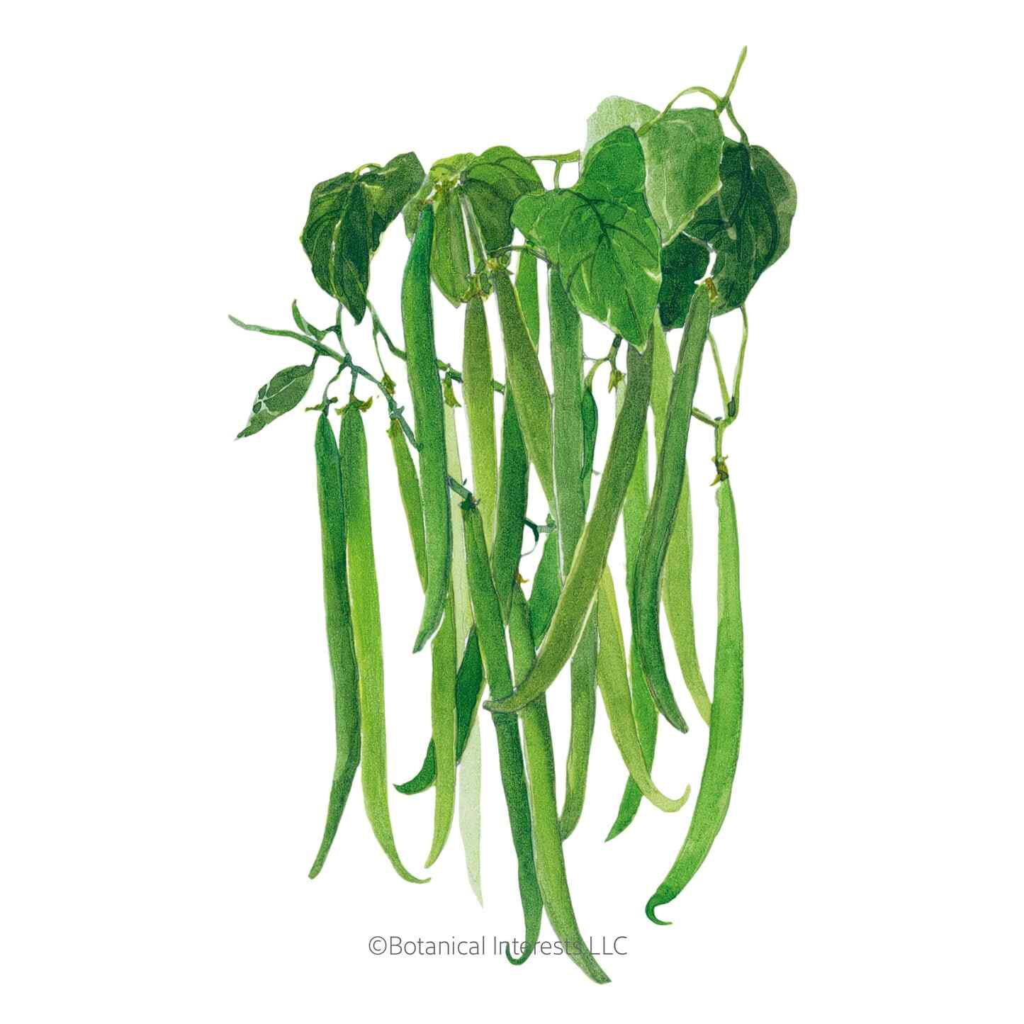 Maxibel Filet Bush Bean Seeds