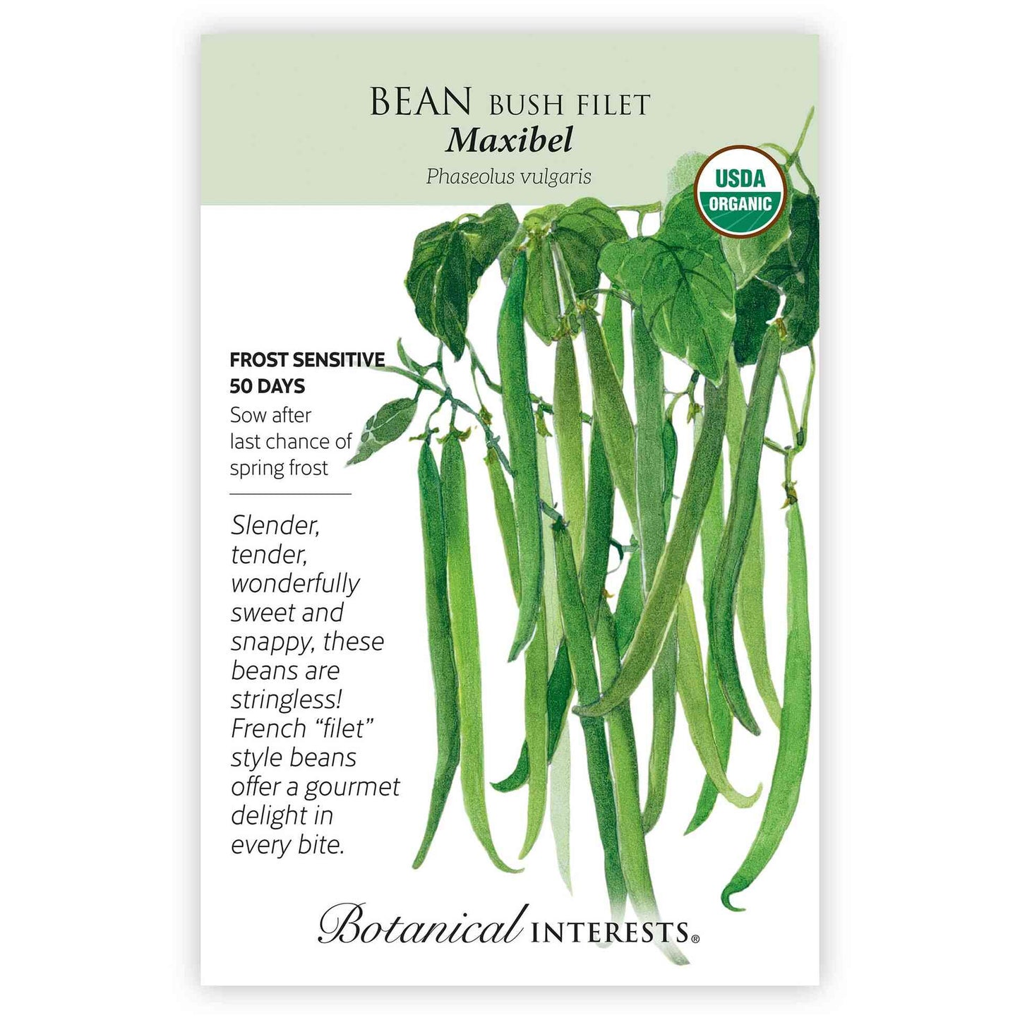 Maxibel Filet Bush Bean Seeds