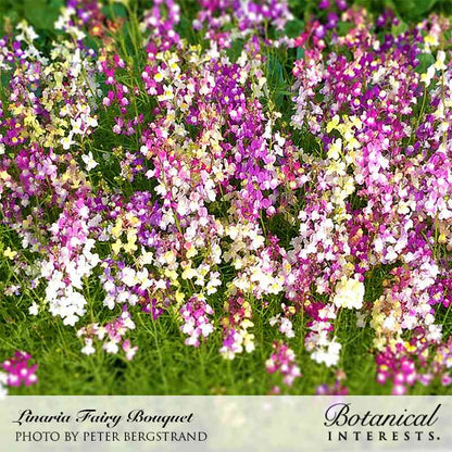 Fairy Bouquet Linaria Seeds