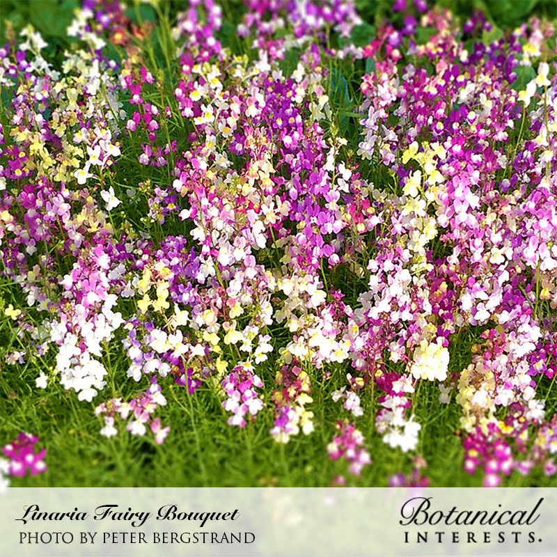 Fairy Bouquet Linaria Seeds Product Image